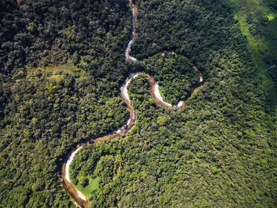 Тропические леса: 6 млн км² - треть Земли, но они исчезают» — создано в  Шедевруме