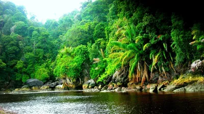 Леса амазонки. лианы. вода» — создано в Шедевруме