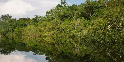 Джунгли амазонки (57 фото) - 57 фото