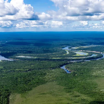 Тропические леса амазонки тропические леса бразилии и река амазонка  охватывают несколько стран южной америки. | Премиум Фото