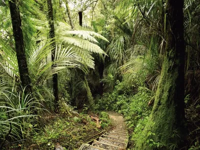 Отражение тропического леса Амазонки Стоковое Фото - изображение  насчитывающей южно, безмятежность: 89912076