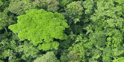 Панорама от тропического леса Амазонки, бразильская область заболоченного  места Стоковое Изображение - изображение насчитывающей вал, заводы:  103034157