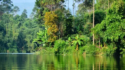 Раньше леса Амазонки были морем