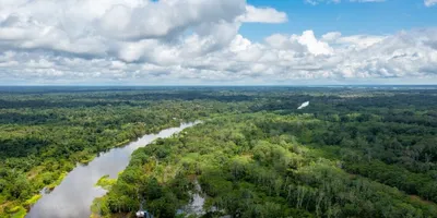 Фотообои Леса Амазонки на стену. Купить фотообои Леса Амазонки в  интернет-магазине WallArt