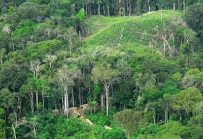 15 интересных фактов о дождевых лесах Амазонии - Компания Туристический  Клуб | TCC.UA