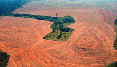 Почему уничтожают леса Амазонки и как это касается всех нас?