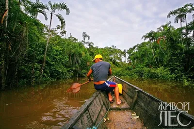 Откройте для себя тропические леса Амазонки