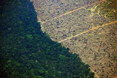 Леса Амазонки в 2010-х выбросили больше углерода, чем поглотили - АЗЕРТАДЖ