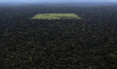 Леса амазонки - 73 фото