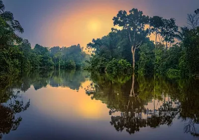 Исчезновение лесов Амазонки: за год вырубили 13 235 кв. км тропического леса