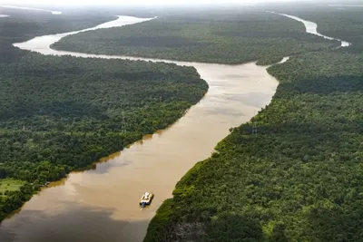 Леса Амазонки - Интернет-журнал «Живой лес»