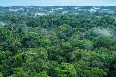 Фактчекинг: леса Амазонии производят около 20% кислорода на Земле? –  Новости – Аналитика и экспертиза – Национальный исследовательский  университет «Высшая школа экономики»