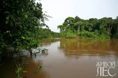Бескрайние леса амазонки» — создано в Шедевруме