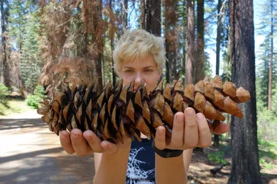 США-2019. Sequoia National Park - в гостях у гигантов