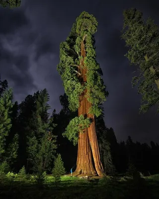 США-2019. Sequoia National Park - в гостях у гигантов