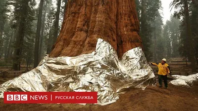 Гигантский Лес Секвойи - Самые Большие Деревья На Земле В Национальном  Парке Секвойя, Калифорния, США Фотография, картинки, изображения и  сток-фотография без роялти. Image 89677848