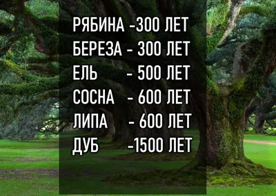 Выпущена цифровая карта национального парка Секвойя | Русское  географическое общество