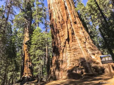 Гигантская секвойя в роще леса Калифорнии Стоковое Изображение -  изображение насчитывающей пуща, национально: 97630347