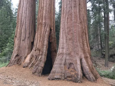Жизнь как чудо: Гигантский Лес в Калифорнии