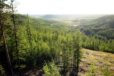 Площадь охраняемых лесов в Якутии увеличили на 21 млн га - Информационный  портал Yk24/Як24