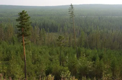 Леса Якутии более уязвимы к пожарам — ученый — Улус Медиа
