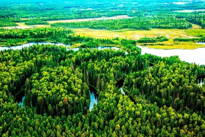 Более 73 тысяч Га лесов восстановили в Якутии ⋆ НИА \"Экология\" ⋆