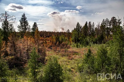 В Якутии тушат 14 лесных пожаров