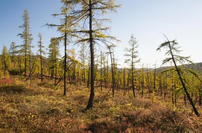 Более 25 тыс. деревьев высадили в Якутии в ходе акции «Сохраним лес»:  Новости ➕1, 21.09.2021