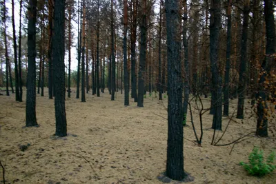 Леса Якутии после пожаров начали исследовать на болезни и вредителей — ЯСИА
