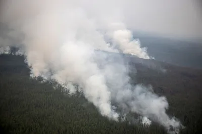 Почему горят леса в Якутии - Газета.Ru