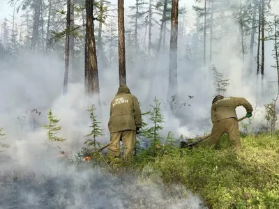 В Якутии появятся кедровые леса на месте лесных пожаров | Пикабу