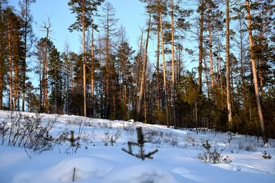 В Якутии незаконно вырубили лес на сумму свыше 150 тысяч рублей -  YakutiaMedia.ru