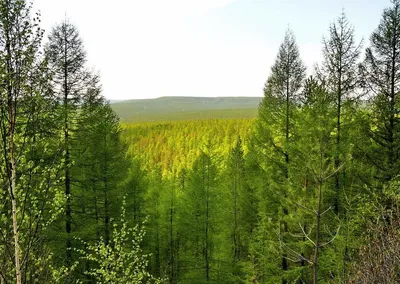 Глава Якутии: Защитные леса вдоль реки Амги не будут вырубаться -  Информационный портал Yk24/Як24