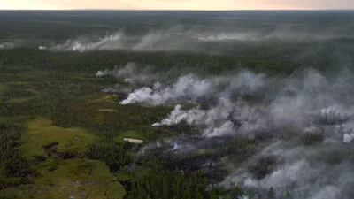 В Якутии планируют восстановить лес на 180 тысячах гектарах в этом году —  Улус Медиа