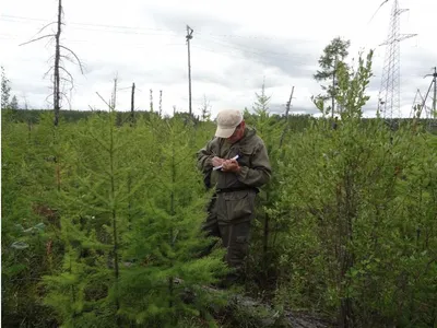 В районах Якутии ожидается установление чрезвычайно высоких классов  пожарной опасности леса - Новости - Главное управление МЧС России по  Республике Саха (Якутия)