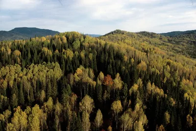 Леса Канады – природное богатство | Дальневосточный визовый центр «ДальВиза»