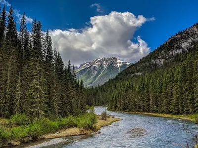 Бесплатное изображение: хвойные, лес, нагорье, Канада, национальный парк,  пейзаж, горы