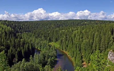 Леса Сибири стали производить больше углерода, чем поглощать — Газета  \"Советская Россия\"