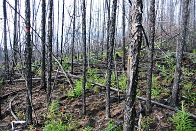 Инновационные методы помогут восстановить леса Сибири - Российская газета