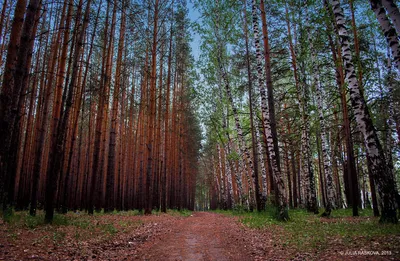 Таинственные леса Сибири: биоразнообразие, вызовы и сохранение | Биологоз |  Дзен