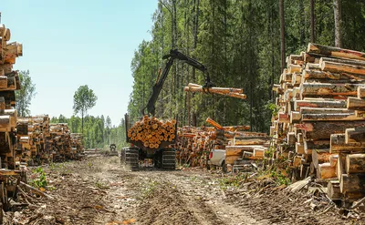 Про широколиственные леса Западной Сибири