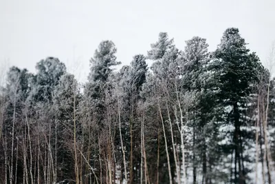Леса Сибири перерабатывают значительную часть выбросов Западной Европы —  эксперты | НДН.Инфо