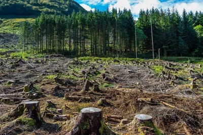 О чем кричат леса Сибири – Экономика и экология | IPG Journal