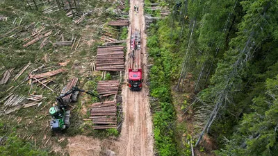 Вице-премьер предложила перерабатывать лес с Дальнего Востока в Сибири — РБК