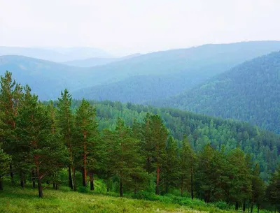 Сибирский лес. Часть 1. Общий вид