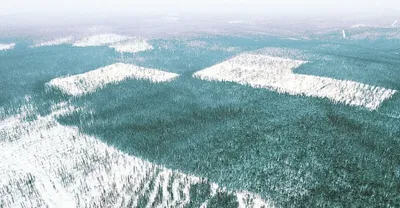Вырубка Сибирского леса | Just science | Дзен