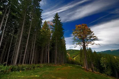 Леса украины фото фото