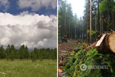 Лысая» сырьевая колония: чем Украине грозит отмена моратория на вывоз леса  (Главред, Украина) (Главред, Украина) | 07.10.2022, ИноСМИ