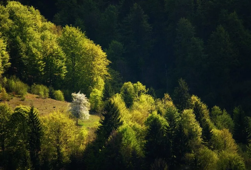 Украинский лес. Лес Украины. Украинские леса. Леса Украины фото.