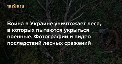 В Украине незаконная вырубка леса выросла в семь раз - новости экономика